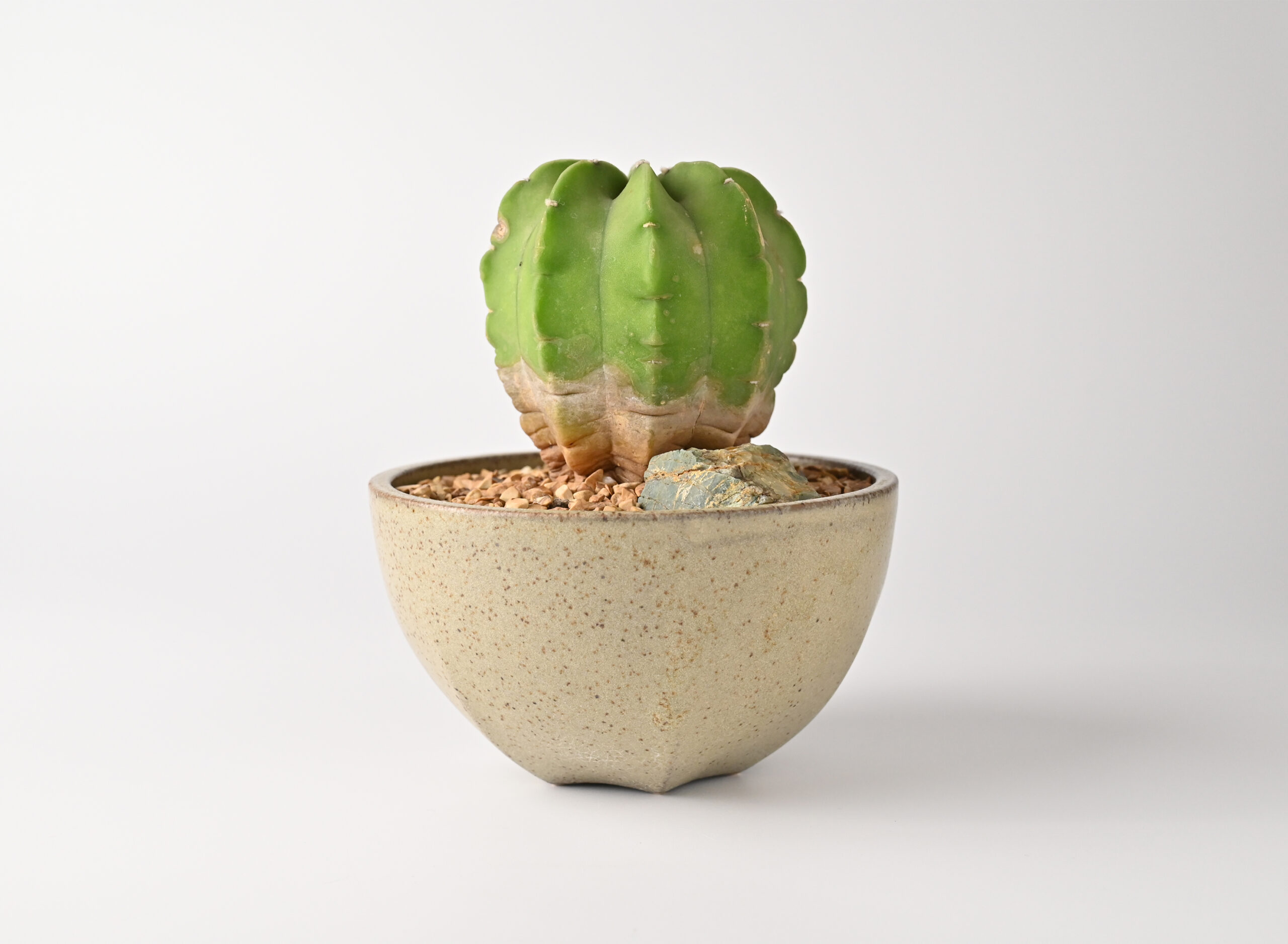 植木鉢 イメージ